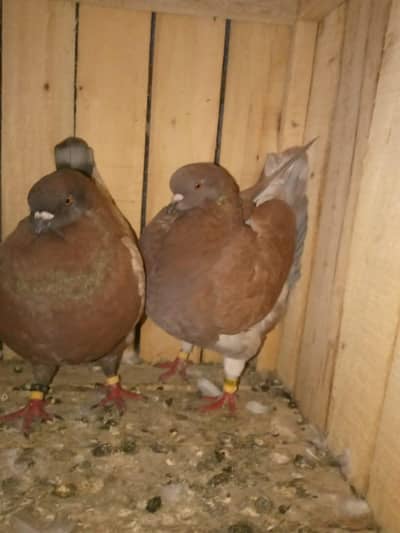 all piar for sale