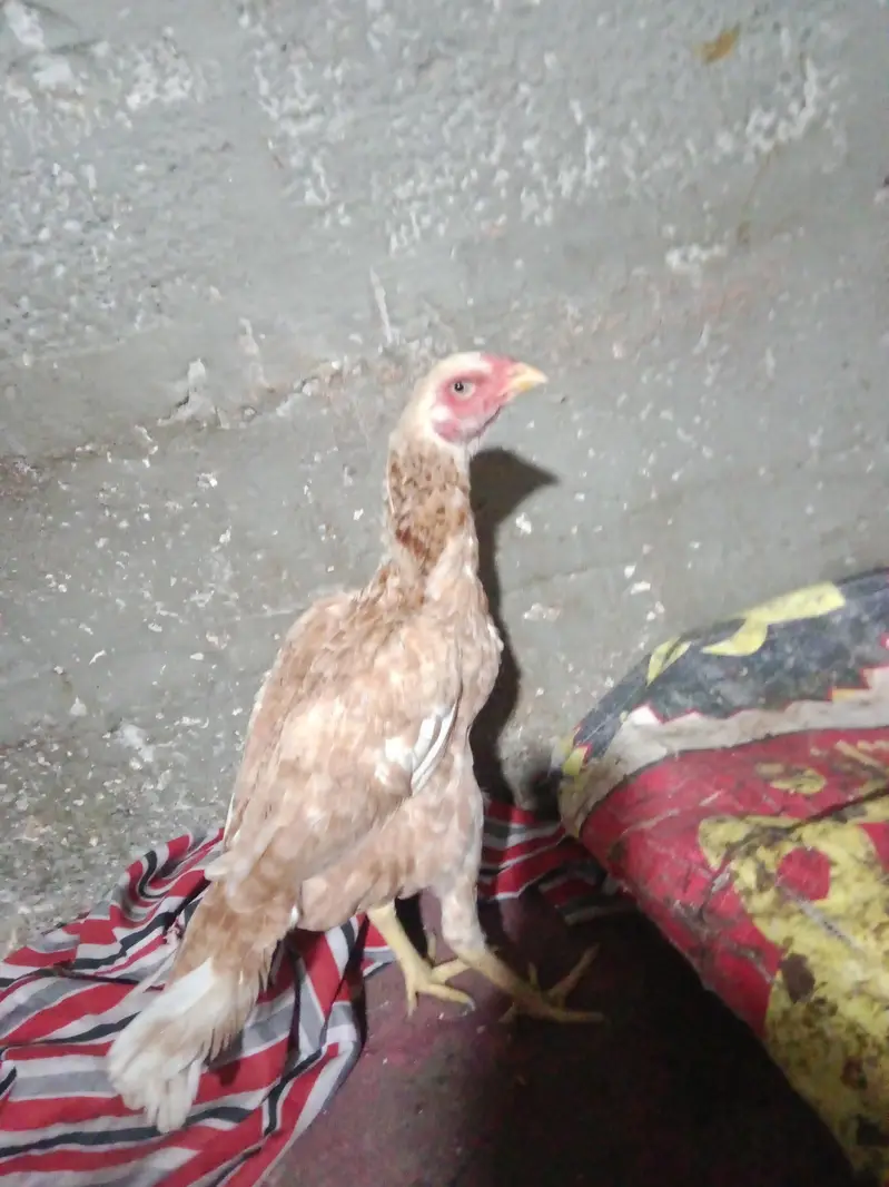 Hi quality Aseel — photo 3