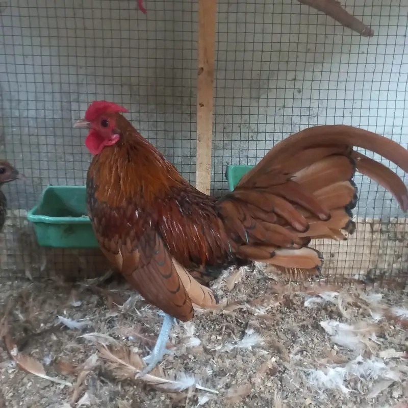High Quality Golden Buff Cochin — photo 4