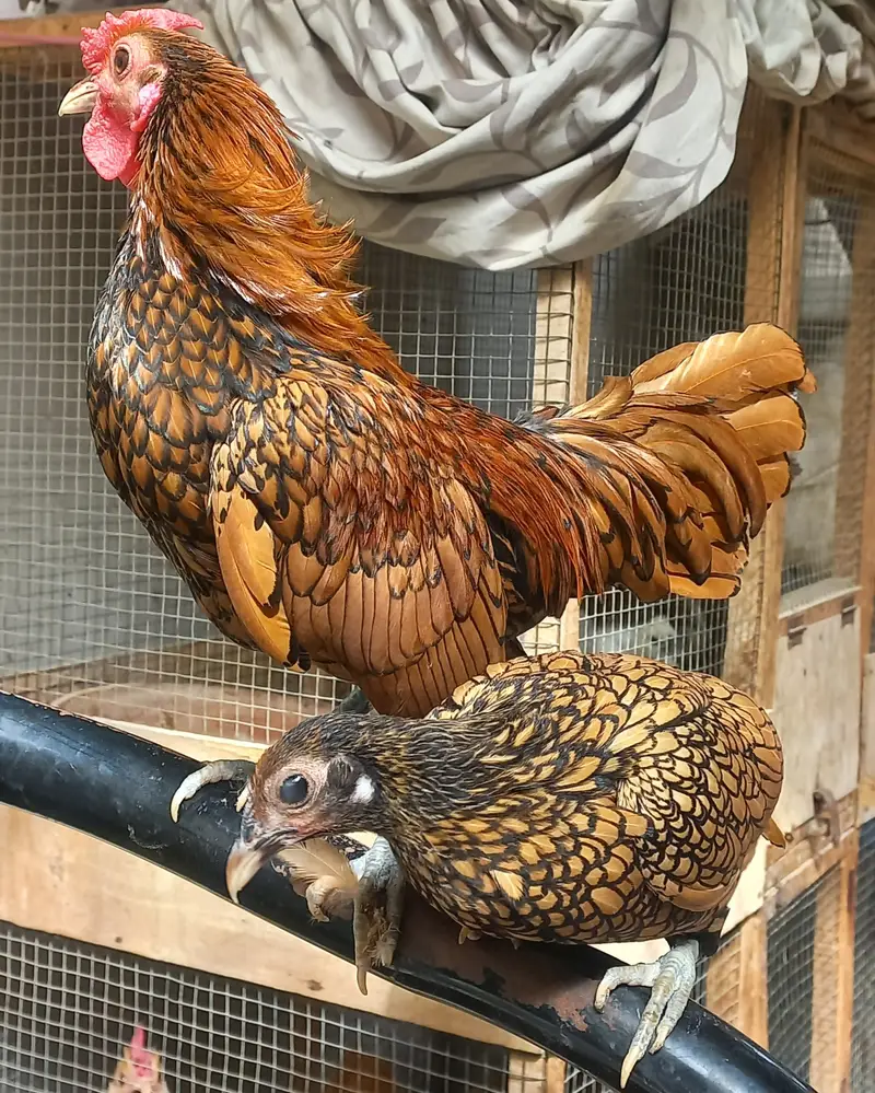 High Quality Golden Buff Cochin — photo 5