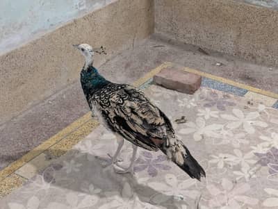 | PEACOCK WHITE - BLACK - BLUE SHOULDER CHICKS PAIR |num 03091333909|