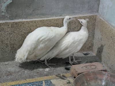 | PEACOCK WHITE - BLACK - BLUE SHOULDER CHICKS PAIR |num 03091333909|