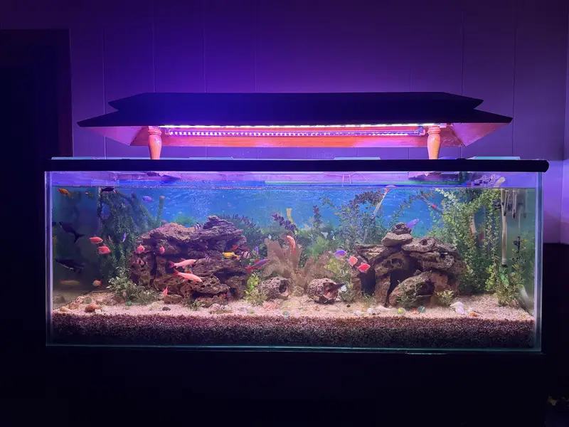  Complete Aquarium Setup with Healthy & Active Fish  — photo 3