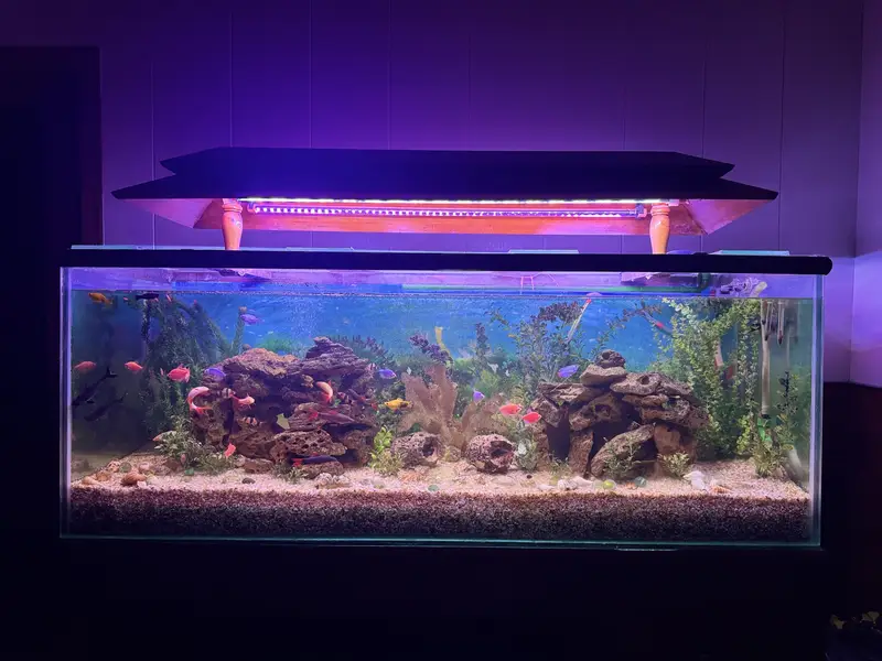 Complete Aquarium Setup with Healthy & Active Fish  — photo 4
