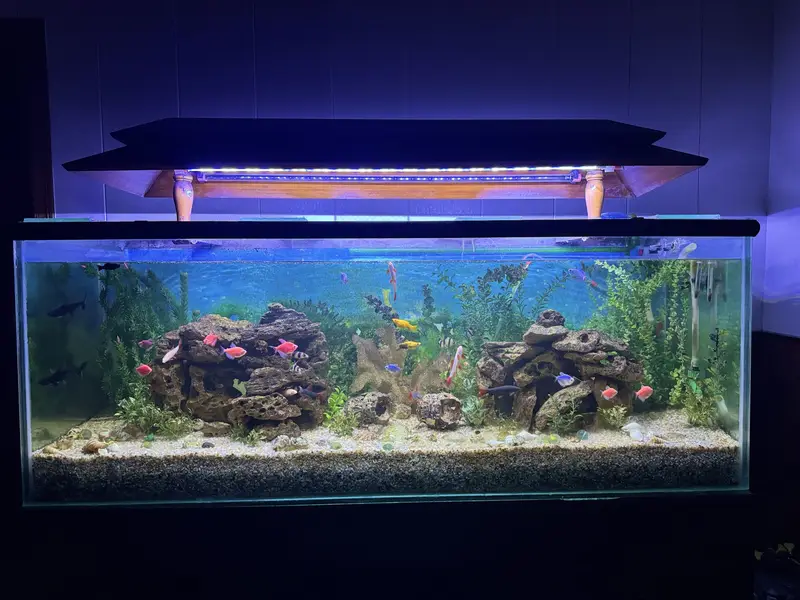 Complete Aquarium Setup with Healthy & Active Fish  — photo 5