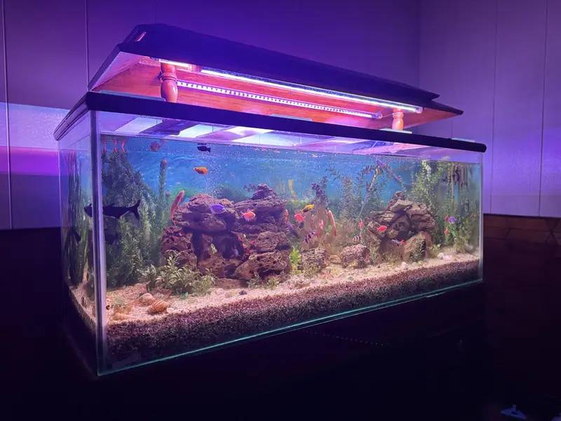  Complete Aquarium Setup with Healthy & Active Fish  — photo 6