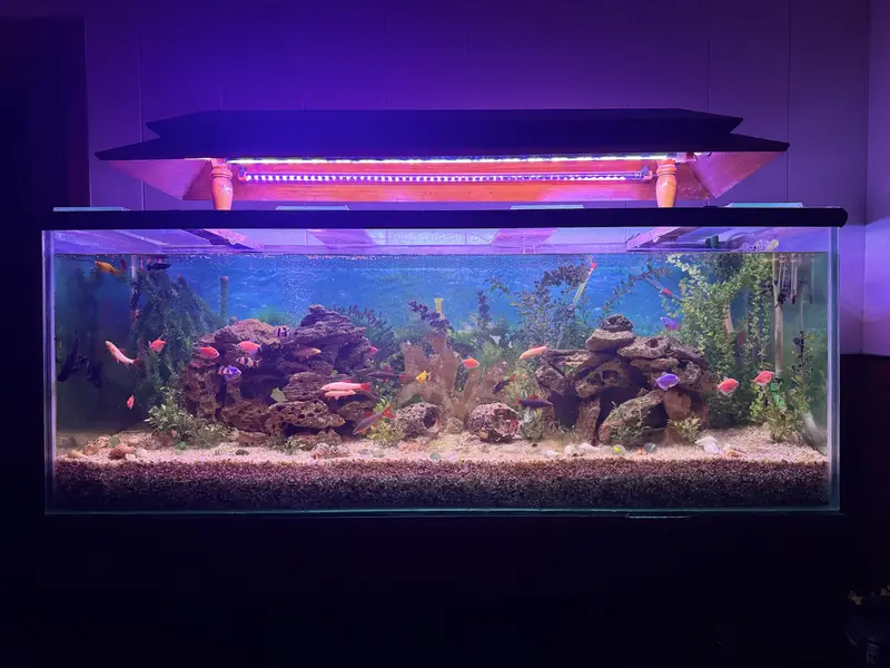 Complete Aquarium Setup with Healthy & Active Fish  — photo 7