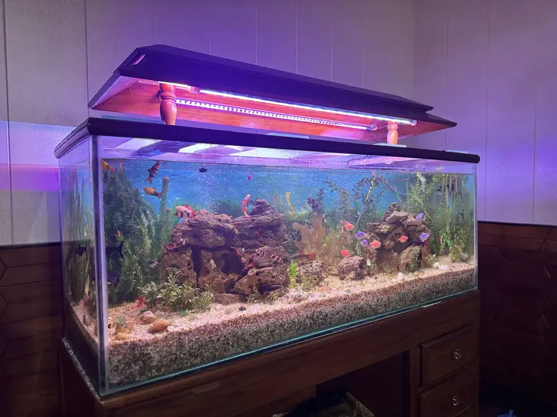  Complete Aquarium Setup with Healthy & Active Fish  — photo 8