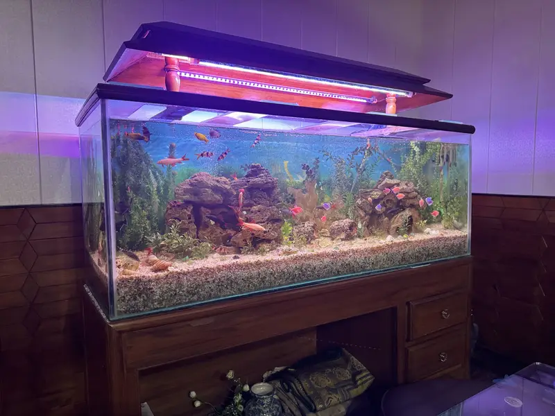 Complete Aquarium Setup with Healthy & Active Fish  — photo 9