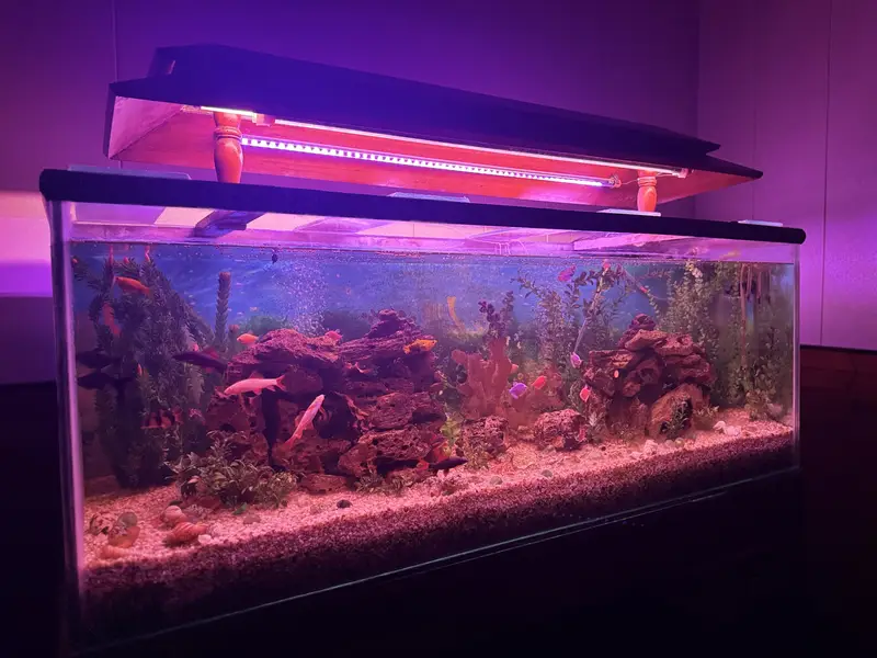  Complete Aquarium Setup with Healthy & Active Fish  — photo 10