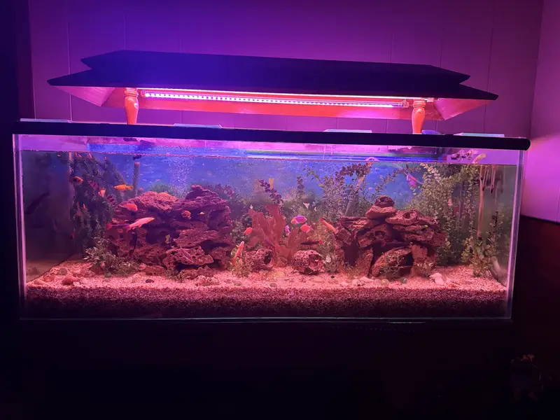  Complete Aquarium Setup with Healthy & Active Fish  — photo 11