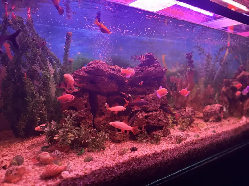  Complete Aquarium Setup with Healthy & Active Fish  — photo 12
