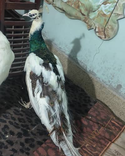 | PEACOCK RARE SPECIAL PIED & BLUE SHOULDER MALES | num 03091333909 |