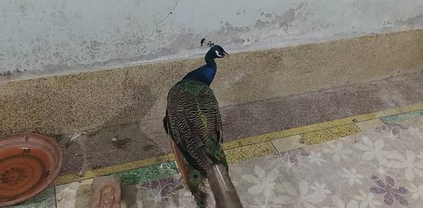 | BLUE SHOULDER MALE | num 03091333909 |