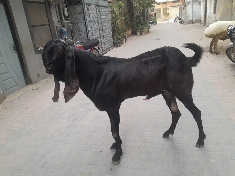 betal berder ghr ka achi nasel corss bi karwa sakty ha — photo 2