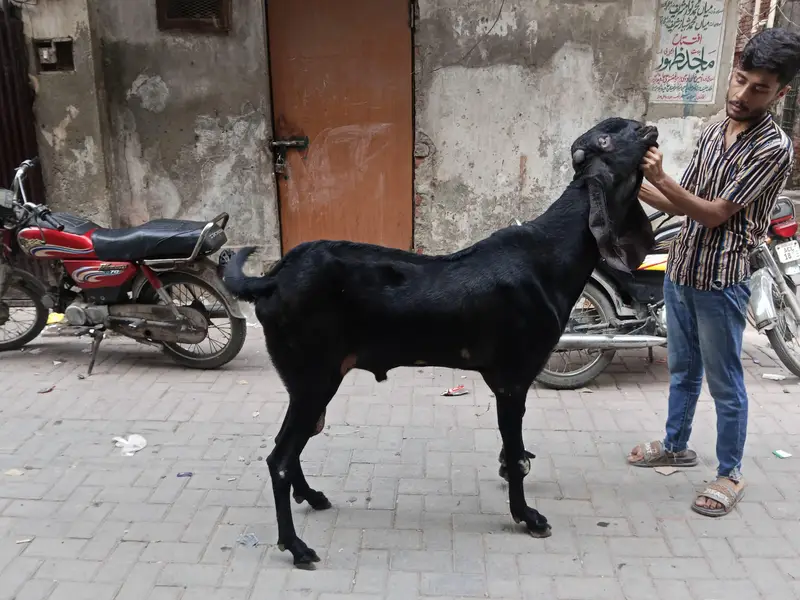 betal berder ghr ka achi nasel corss bi karwa sakty ha — photo 4