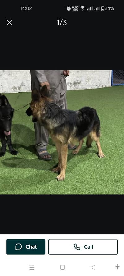 one female German shepherd female, 1 pair playable shizu dogs