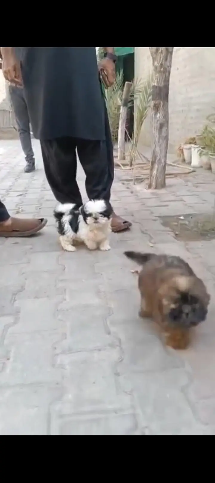 one female German shepherd female, 1 pair playable shizu dogs — photo 4