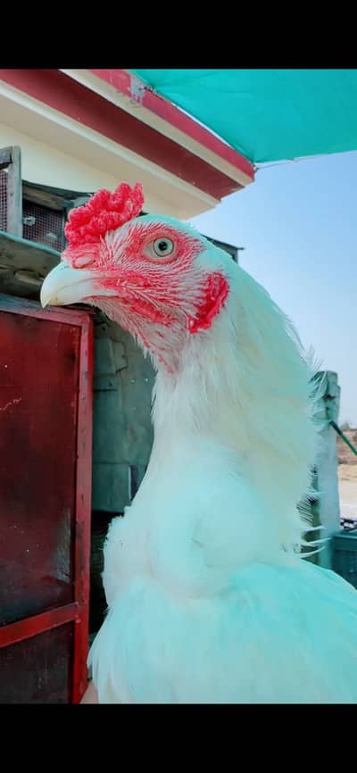 White heera male