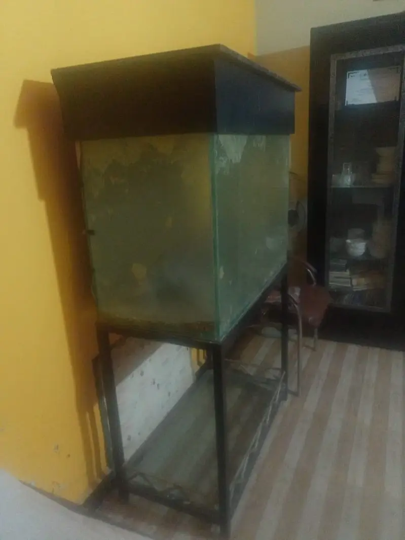 Urgent Sale: 2.5–3 Feet Aquarium Tank + Iron Stand + Wooden Hood — photo 3