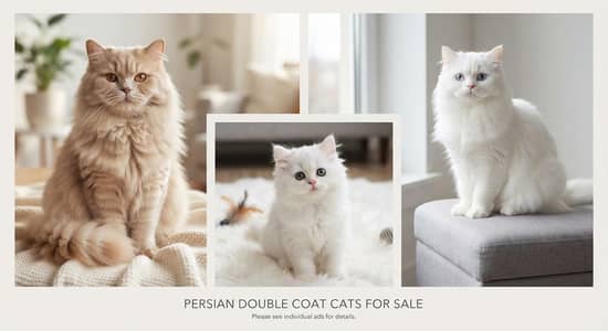 Pure Persian Double Coat Cats & Kitten Available | 3 Cats