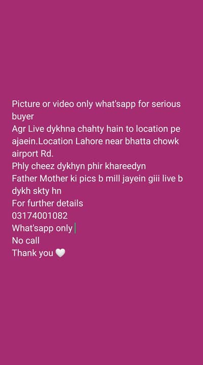 Aseel Chicks Quality will speak