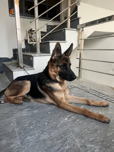 German shepherd dog
