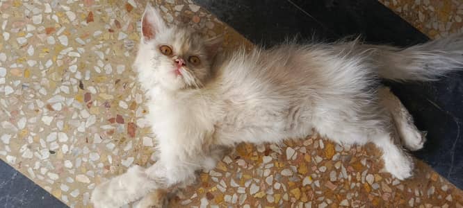 cat available
