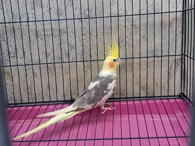 A. a. o cockatiel male patha for sale motation paid he see picture