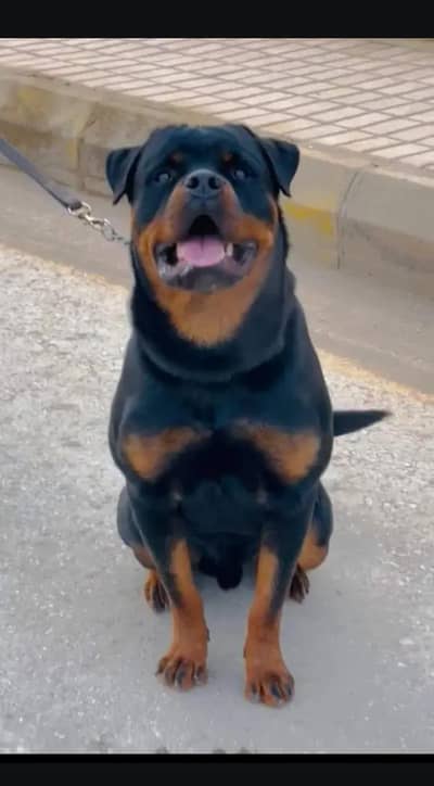 Rottweiler