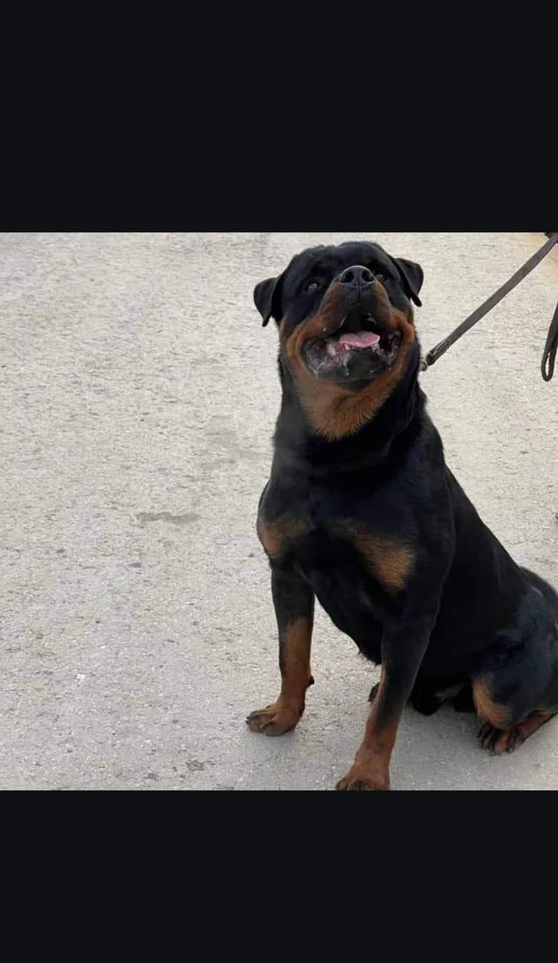 Rottweiler 1