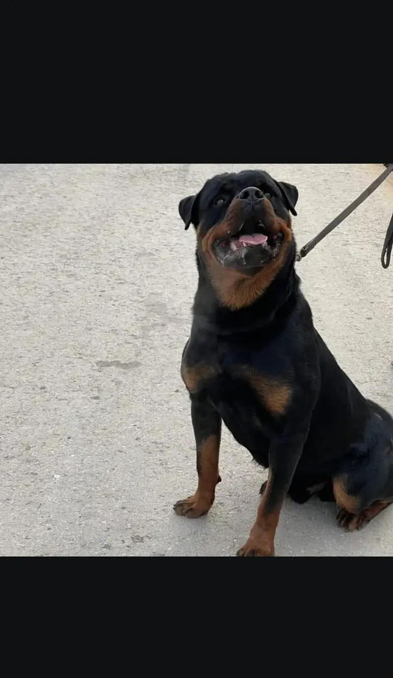 Rottweiler — photo 2