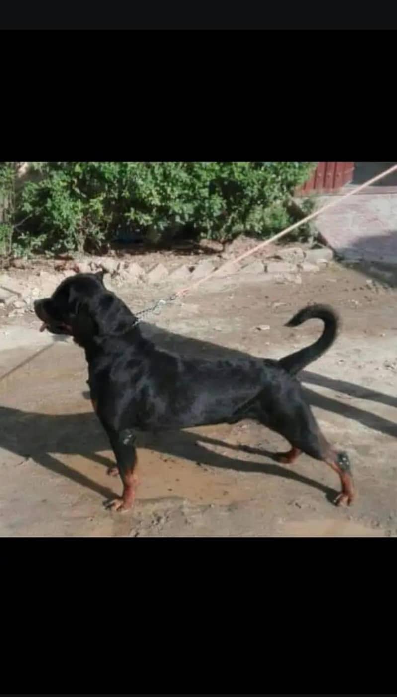 Rottweiler 2
