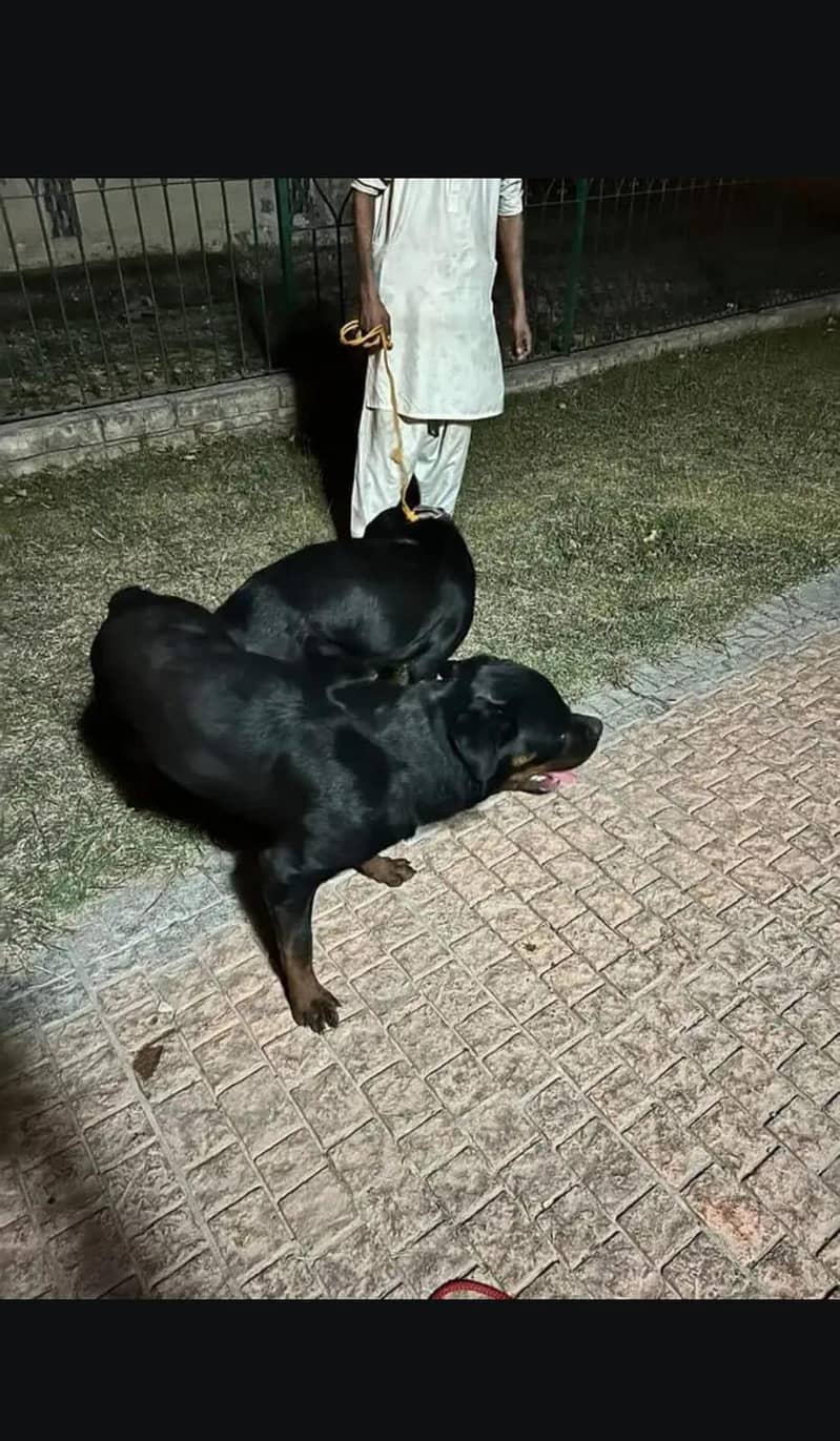 Rottweiler 3