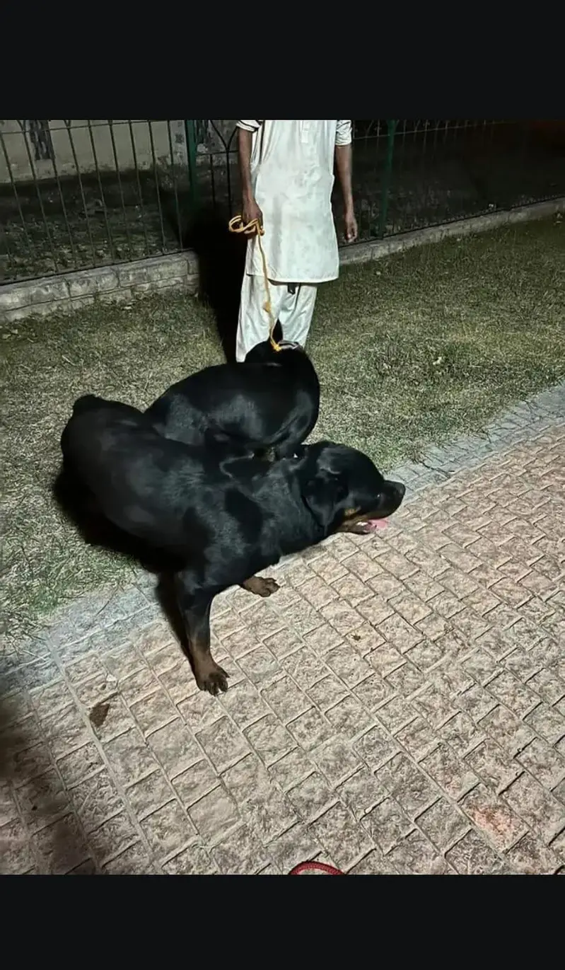 Rottweiler — photo 4