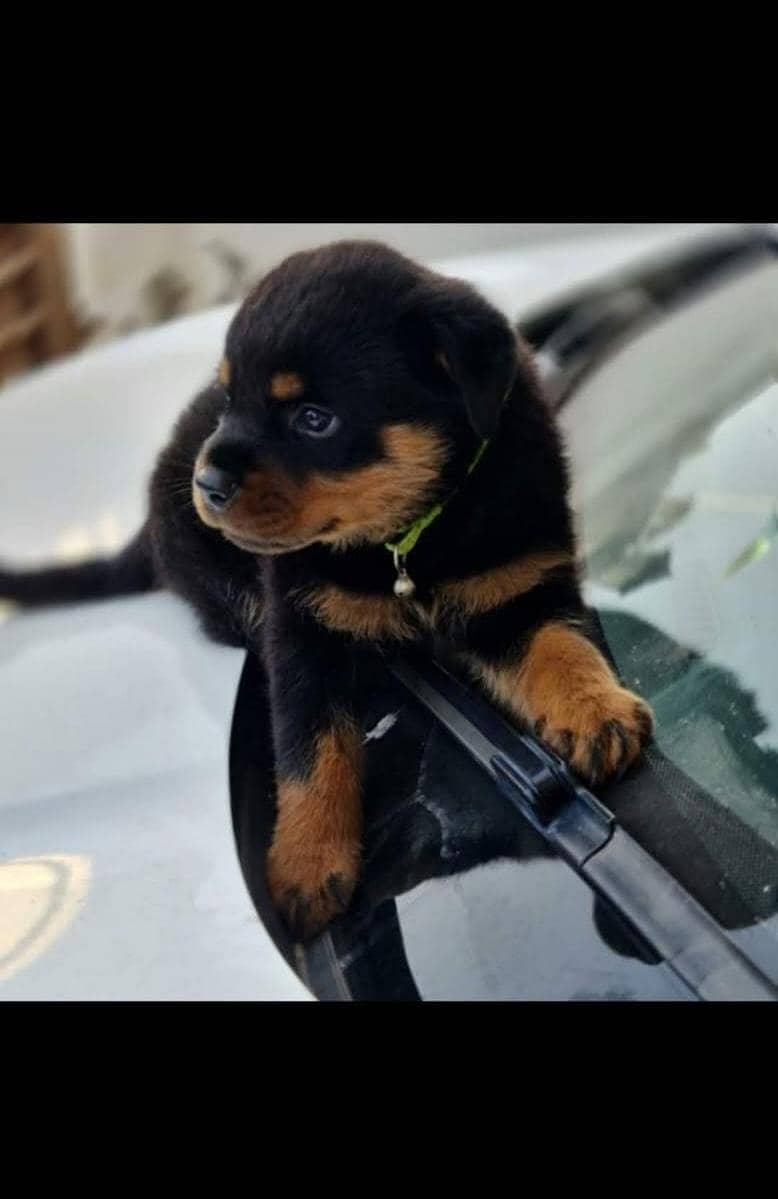 Rottweiler 4