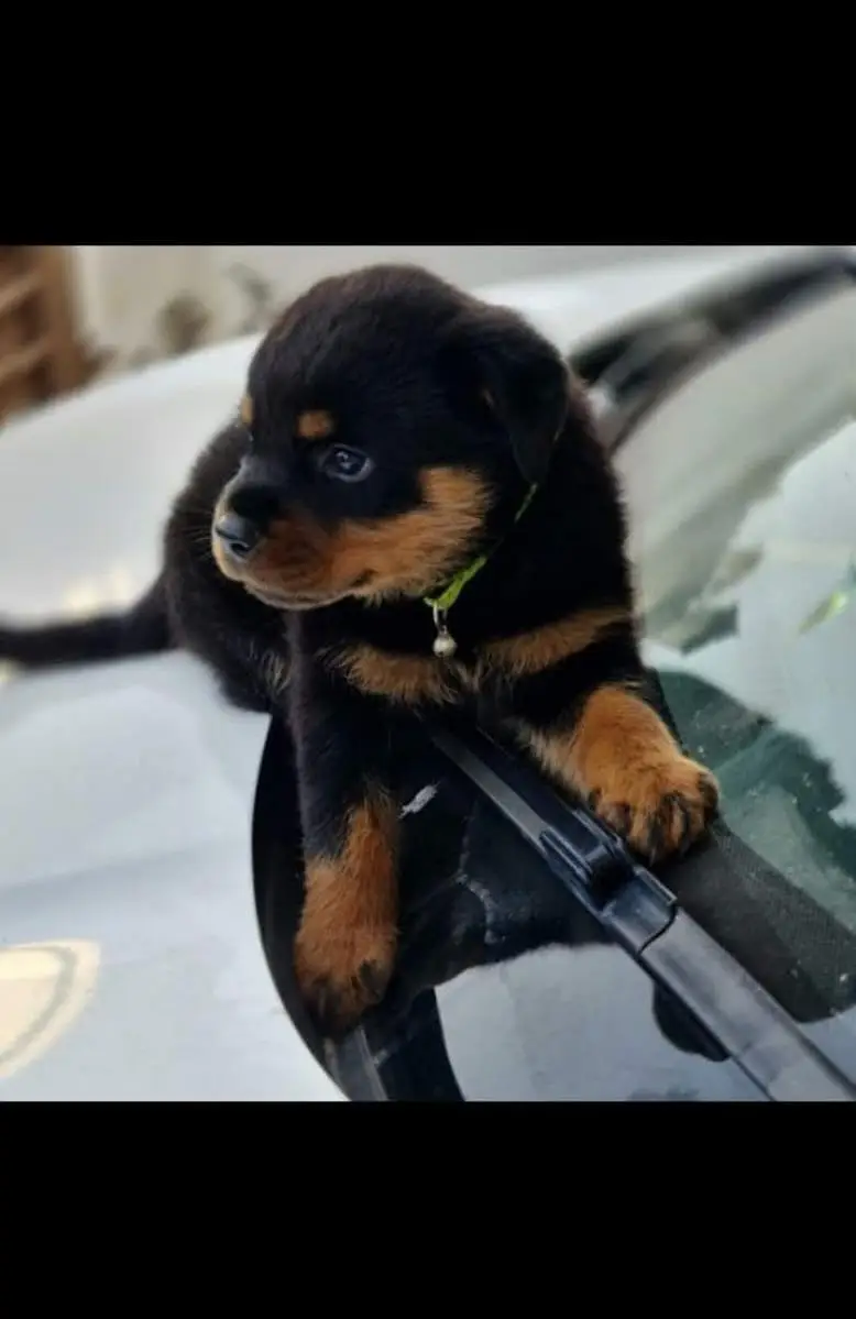 Rottweiler — photo 5