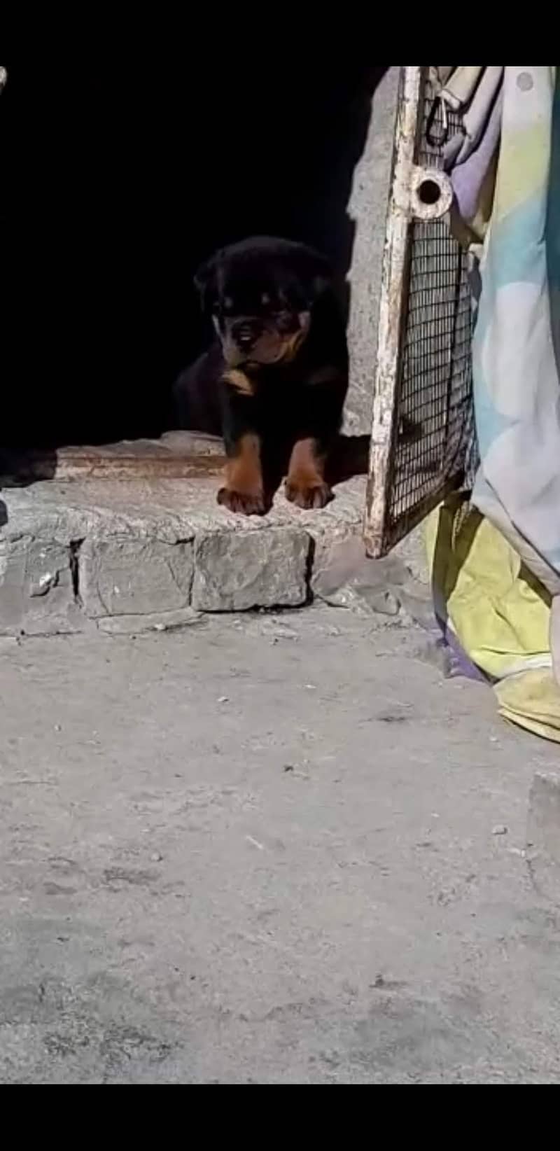 Rottweiler 5