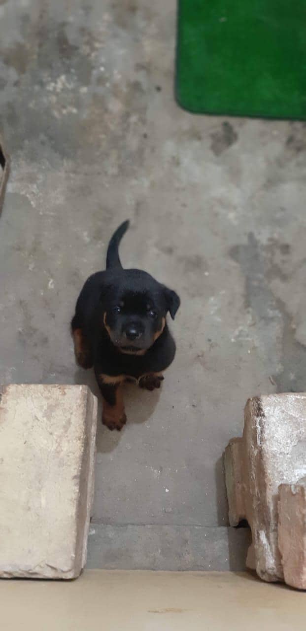 Rottweiler 6