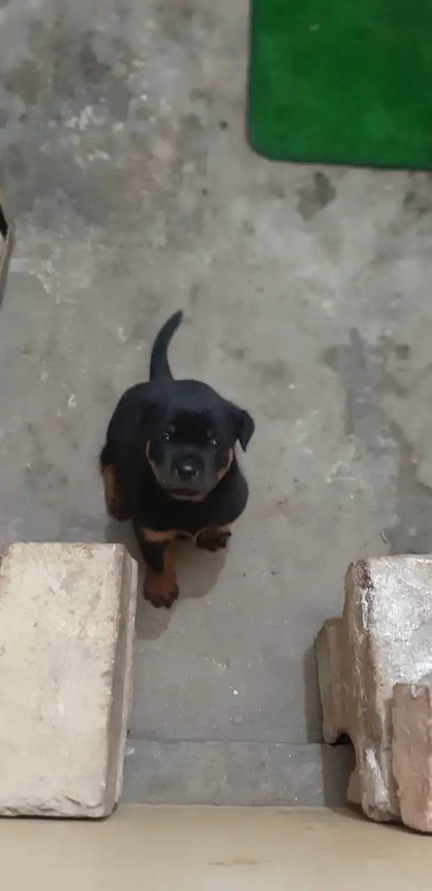 Rottweiler — photo 7