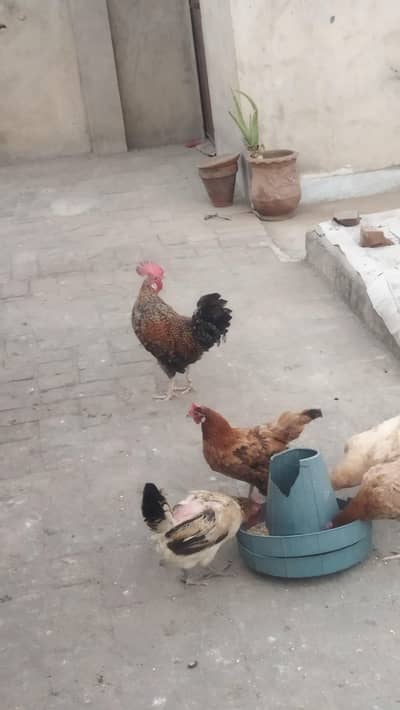 7 female 1 male complete set Roz 2 SE 3 ande ate hain