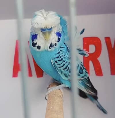 Exhibition Hogoromo Budgies