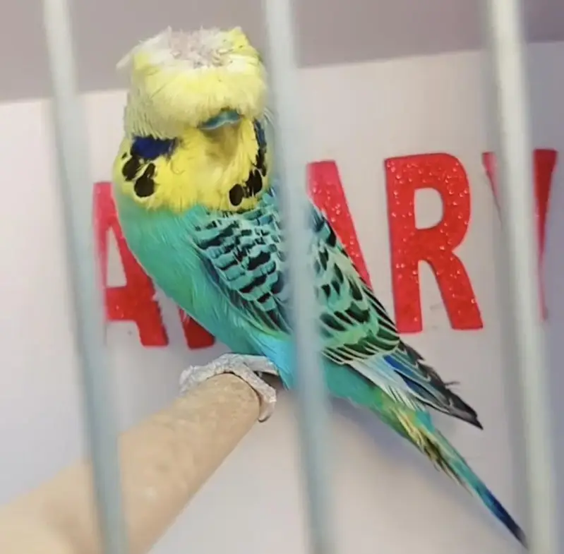 Exhibition Hogoromo Budgies — photo 2