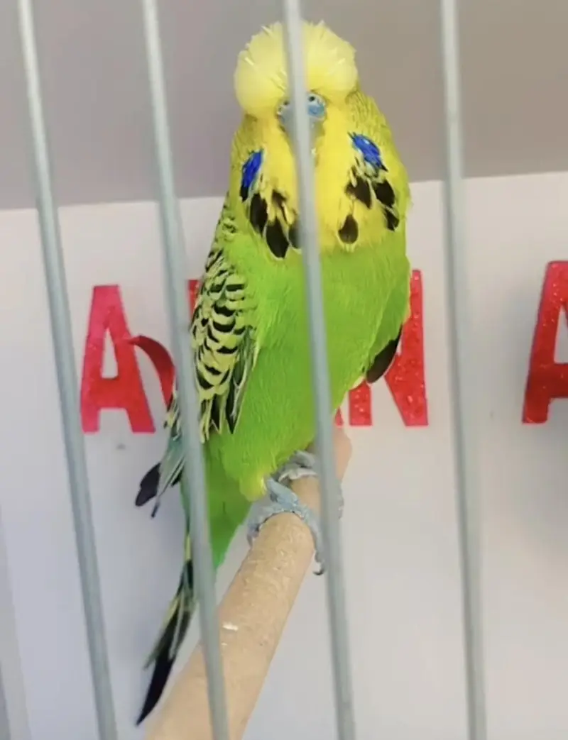 Exhibition Hogoromo Budgies — photo 3