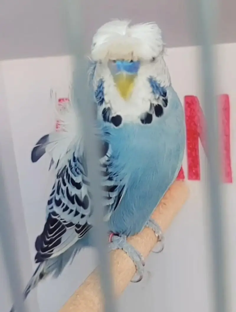 Exhibition Hogoromo Budgies — photo 4