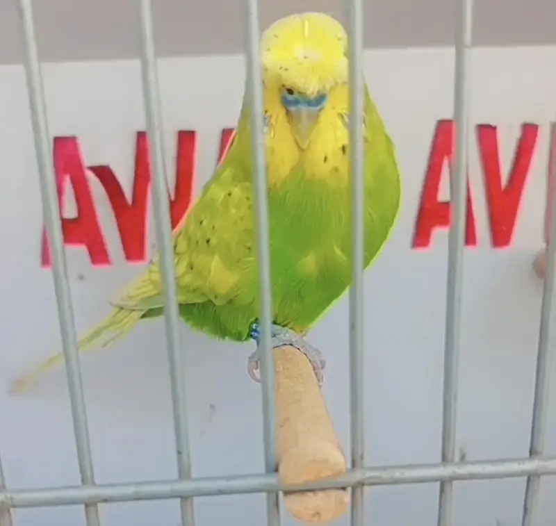 Exhibition Hogoromo Budgies — photo 5