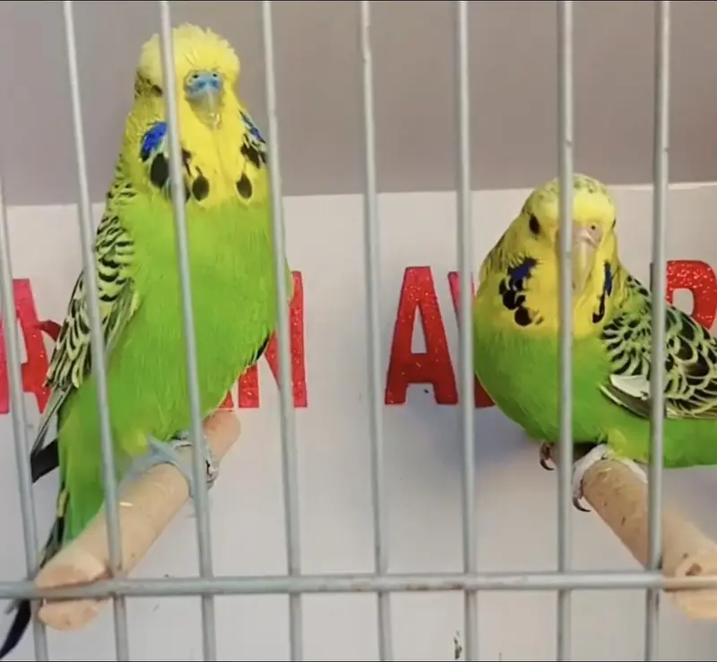Exhibition Hogoromo Budgies — photo 6