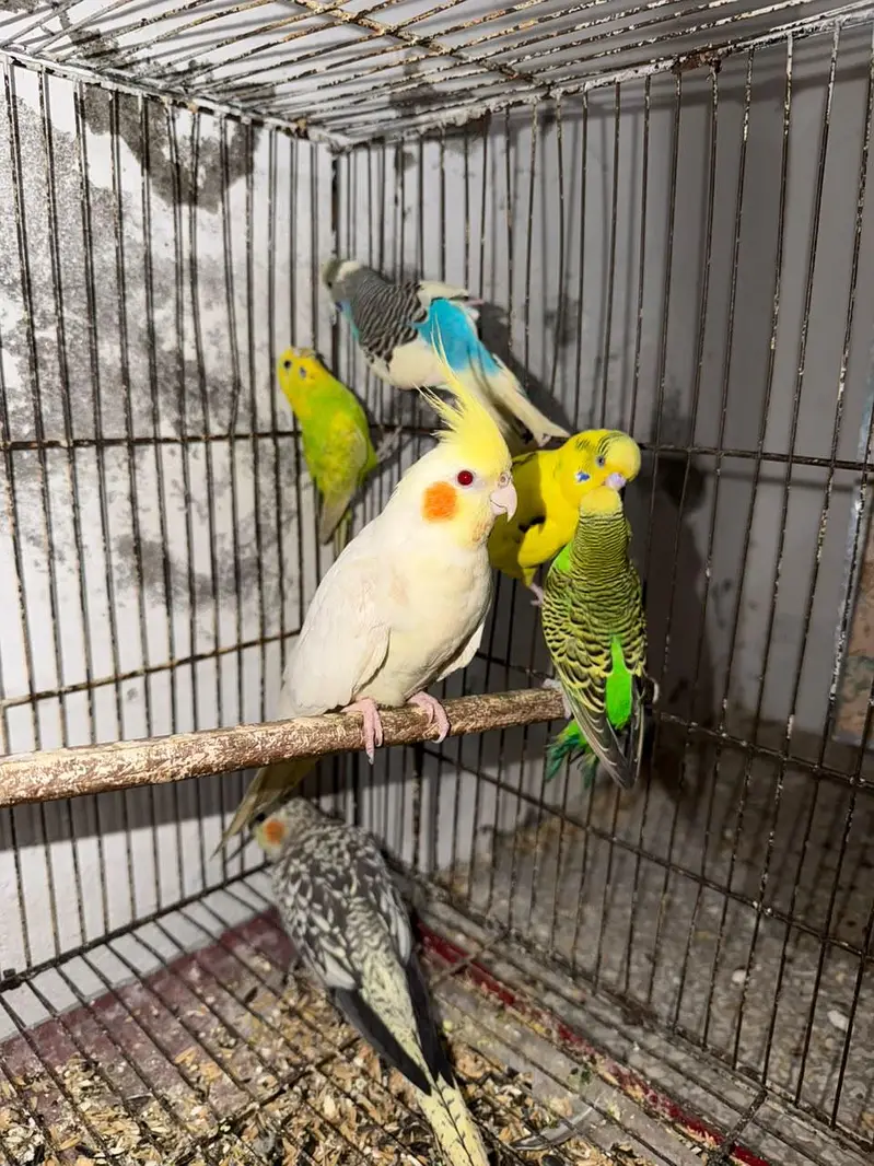 2 Breeder Cocktails Pair + Australian Budiges + Semi Tamed Cocktail — photo 5