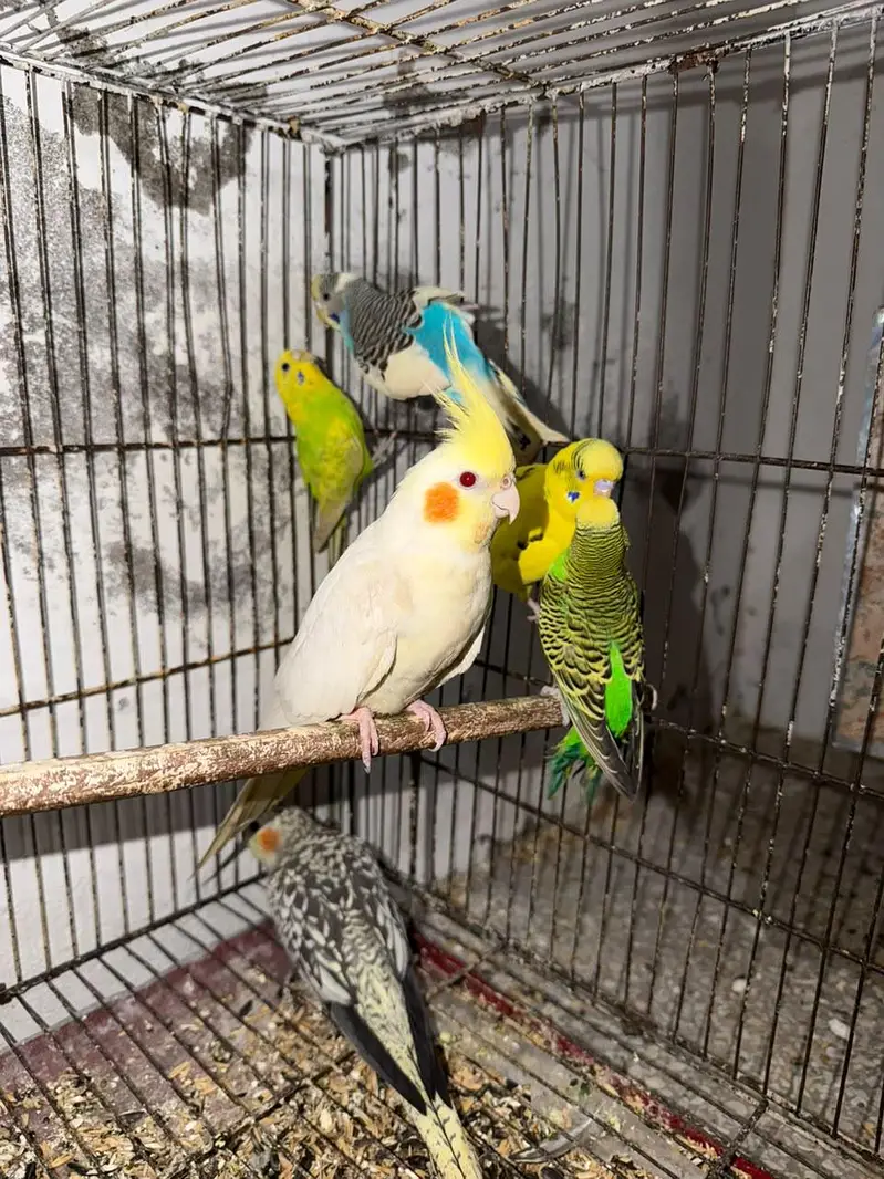 2 Breeder Cocktails Pair + Australian Budiges + Semi Tamed Cocktail — photo 6