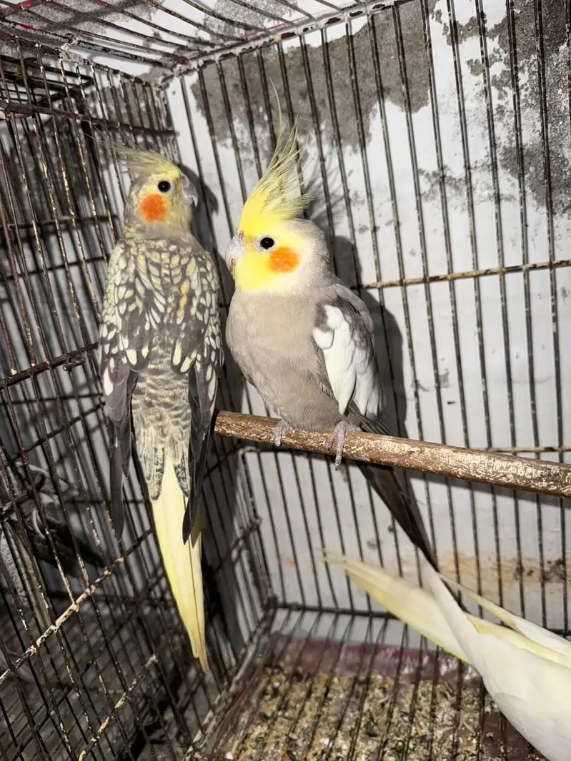 2 Breeder Cocktails Pair + Australian Budiges + Semi Tamed Cocktail — photo 7